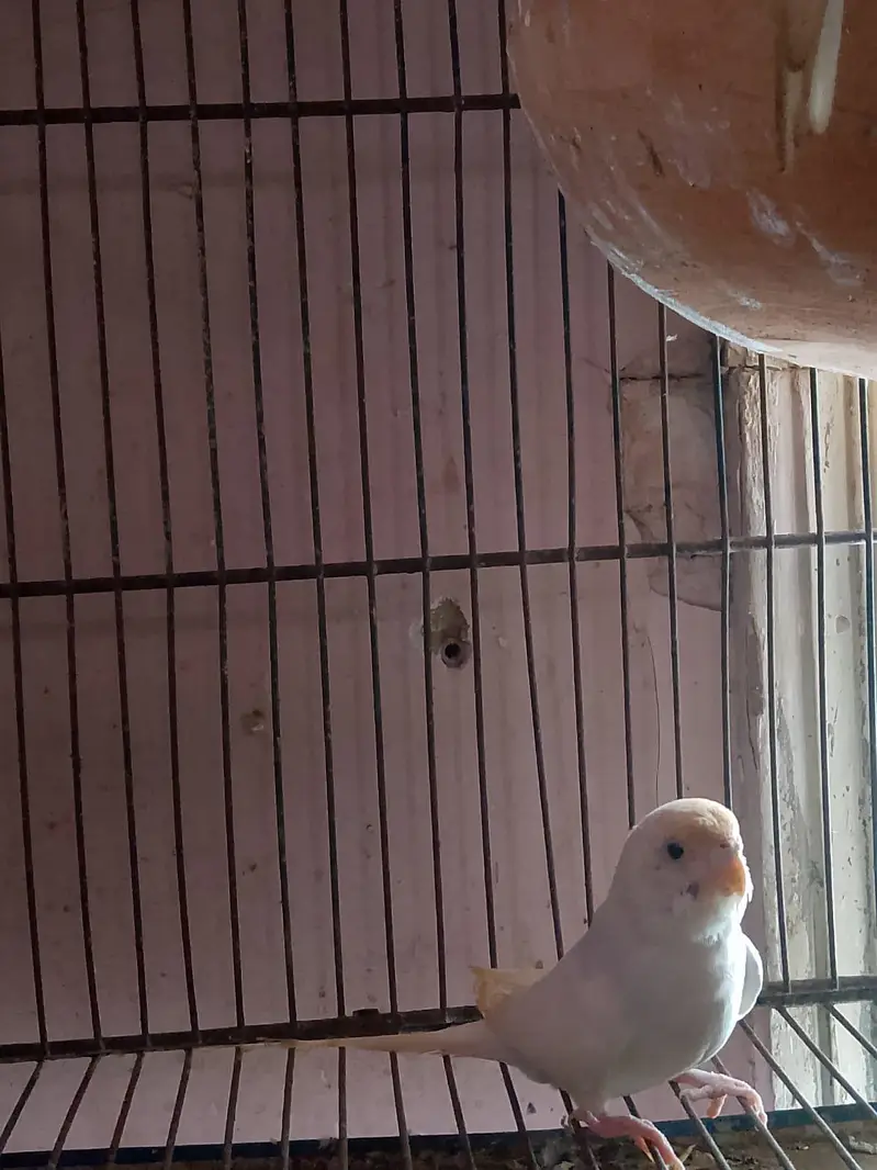 cage and Australian parrot — photo 6