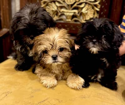 3 SHIHTZU PUPPIES FOR SALE | PLAYFUL & HEALTHY | DEWORMED