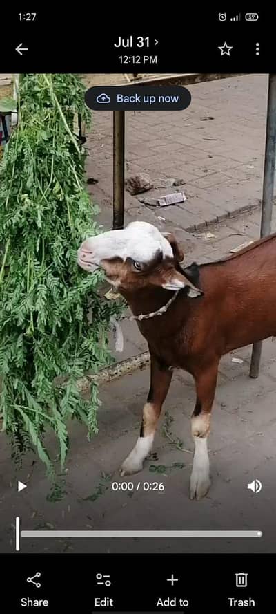 Teddy Bakra.