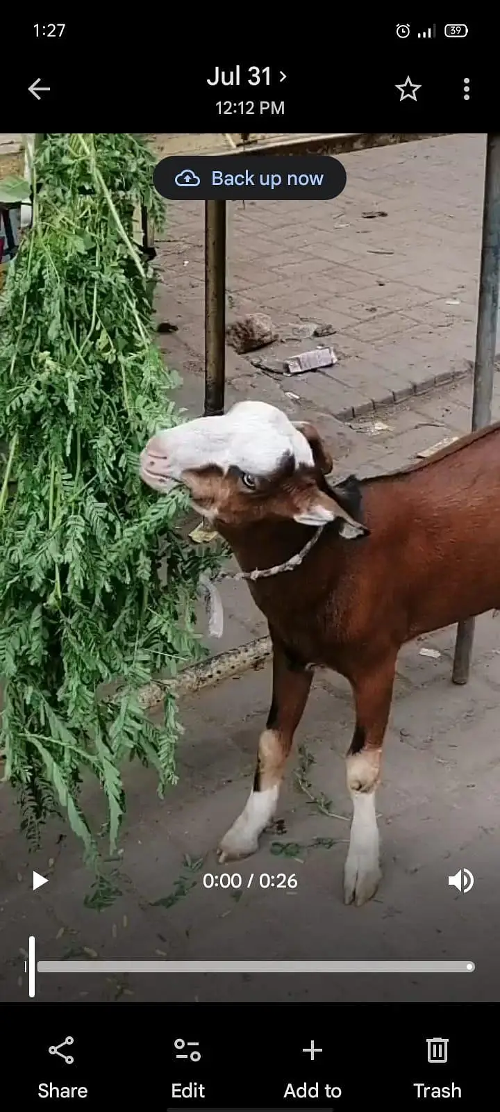 Teddy Bakra.
