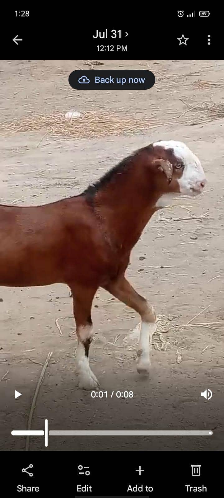 Teddy Bakra. 1