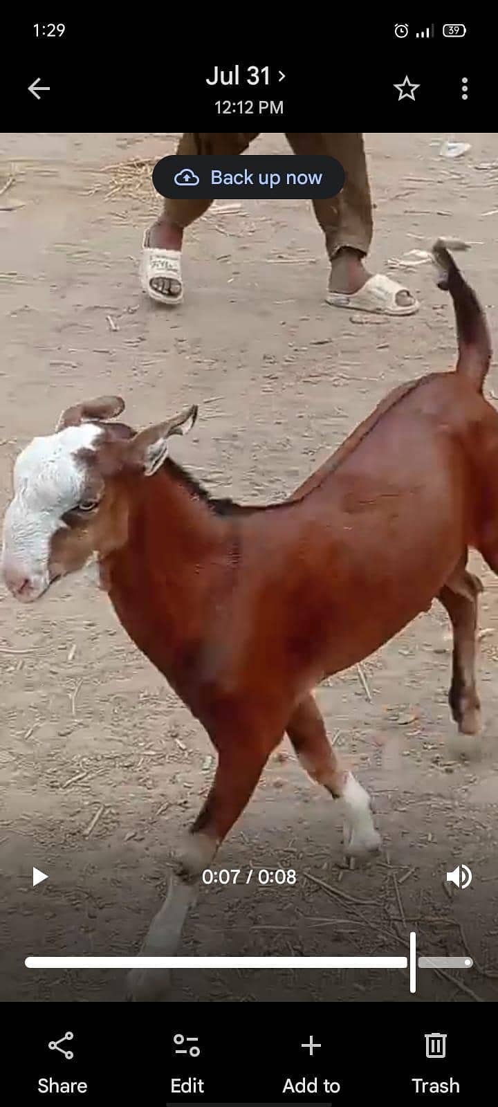 Teddy Bakra. 2