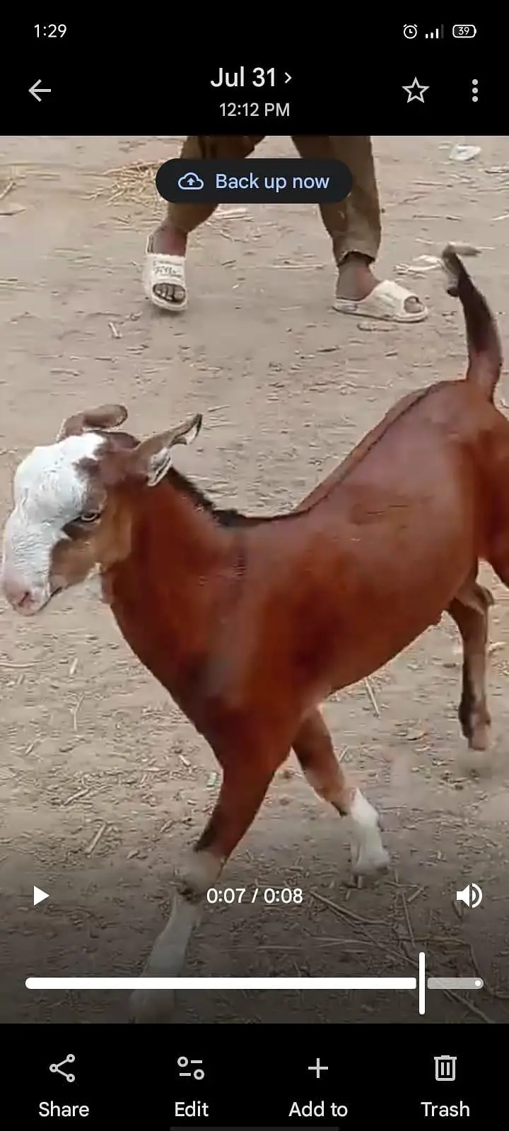 Teddy Bakra. — photo 3