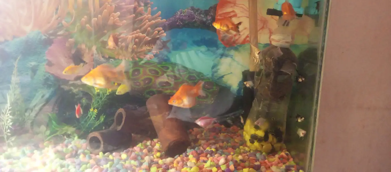 angel fish baby and orenda goldfish baby