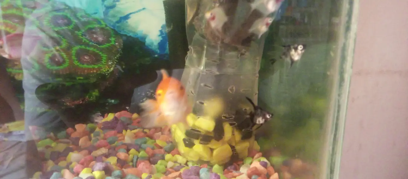 angel fish baby and orenda goldfish baby — photo 2