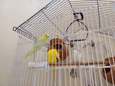2 Breeder Budgies Pairs (with 3 Baby Chicks) Complete Breeding Setup