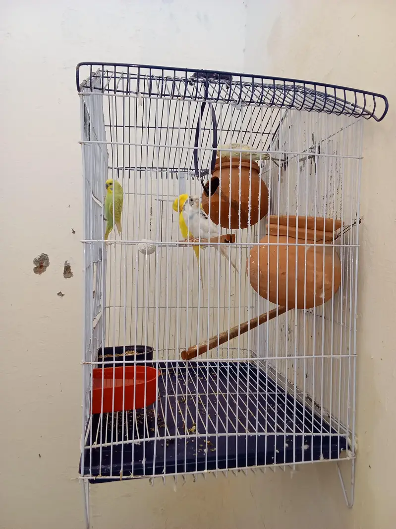 2 Breeder Budgies Pairs (with 3 Baby Chicks) Complete Breeding Setup — photo 2
