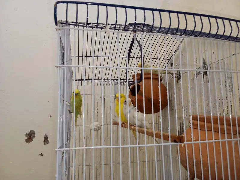 2 Breeder Budgies Pairs (with 3 Baby Chicks) Complete Breeding Setup — photo 3