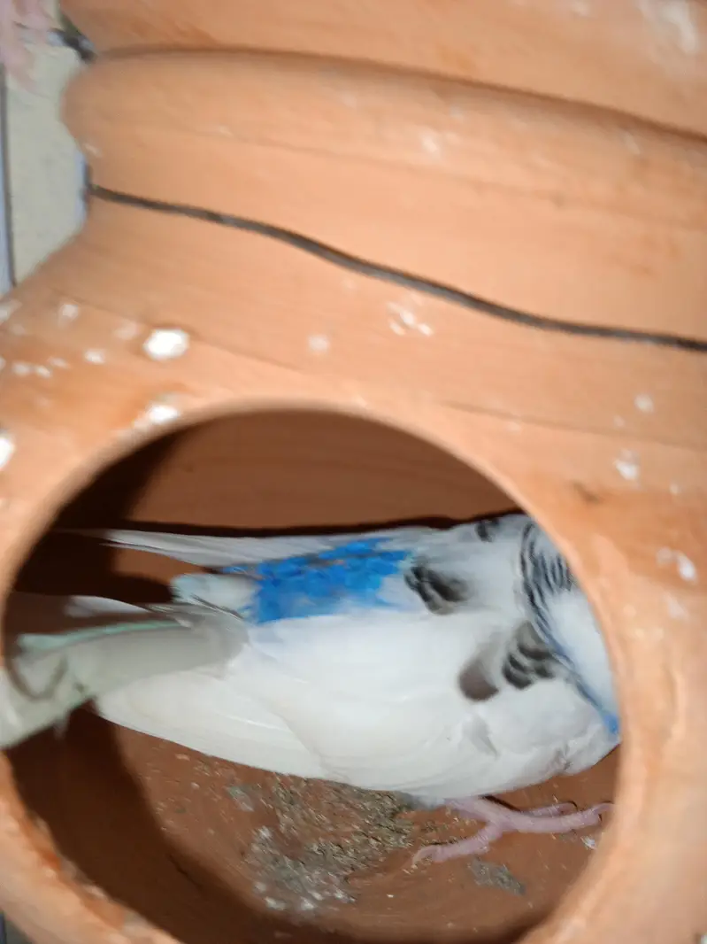 2 Breeder Budgies Pairs (with 3 Baby Chicks) Complete Breeding Setup — photo 4