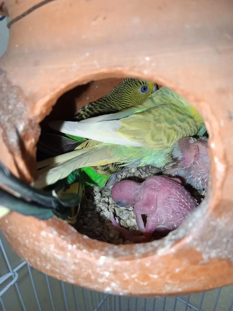 2 Breeder Budgies Pairs (with 3 Baby Chicks) Complete Breeding Setup — photo 5