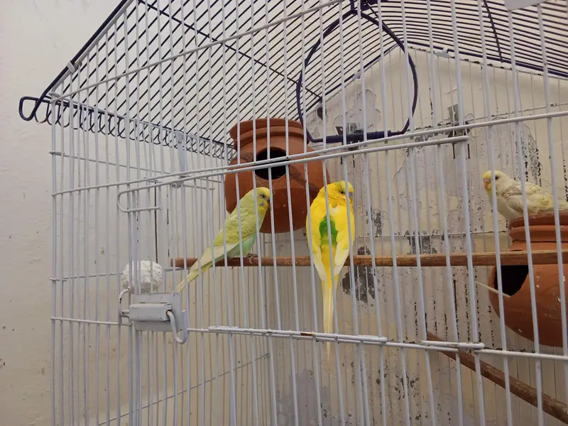 2 Breeder Budgies Pairs (with 3 Baby Chicks) Complete Breeding Setup — photo 6