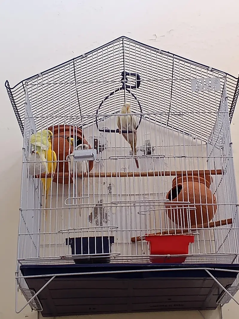 2 Breeder Budgies Pairs (with 3 Baby Chicks) Complete Breeding Setup — photo 7