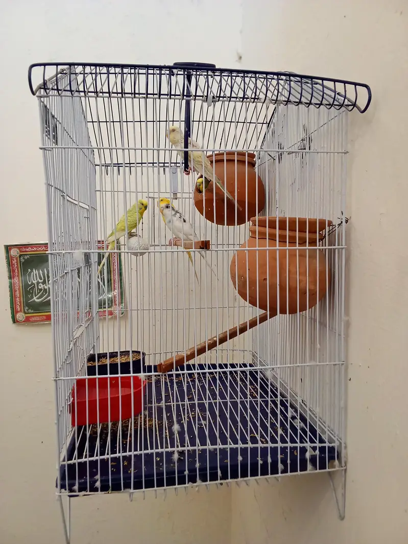 2 Breeder Budgies Pairs (with 3 Baby Chicks) Complete Breeding Setup — photo 8