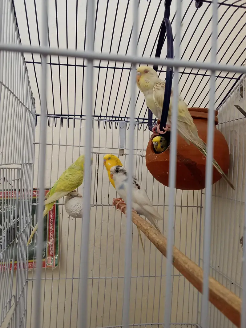 2 Breeder Budgies Pairs (with 3 Baby Chicks) Complete Breeding Setup — photo 9