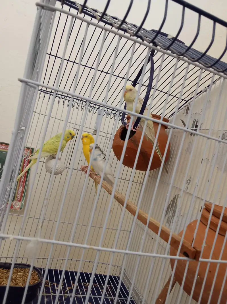 2 Breeder Budgies Pairs (with 3 Baby Chicks) Complete Breeding Setup — photo 11