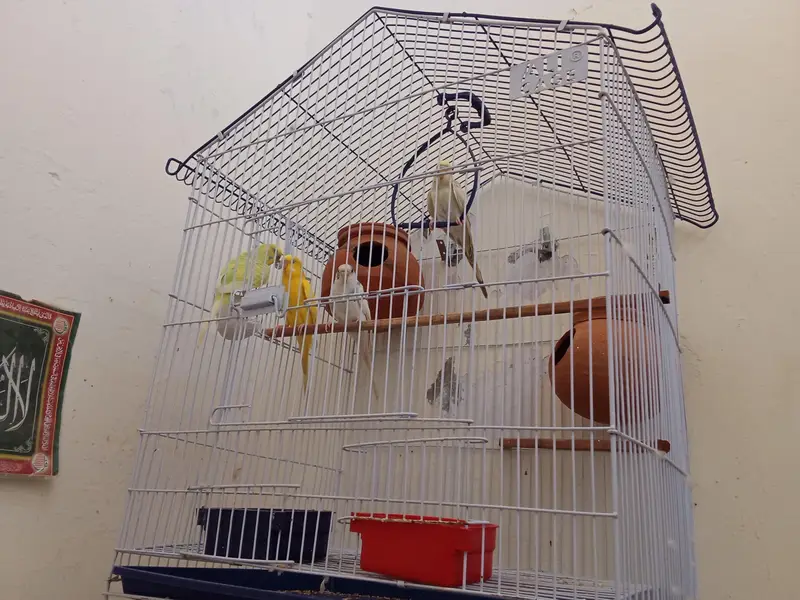 2 Breeder Budgies Pairs (with 3 Baby Chicks) Complete Breeding Setup — photo 12