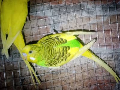 Australian Red Eye Budgie Pair – Lutino & Creamino