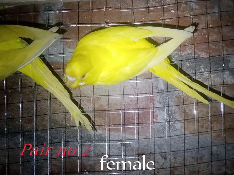 Australian Red Eye Budgie Pair – Lutino & Creamino — photo 6