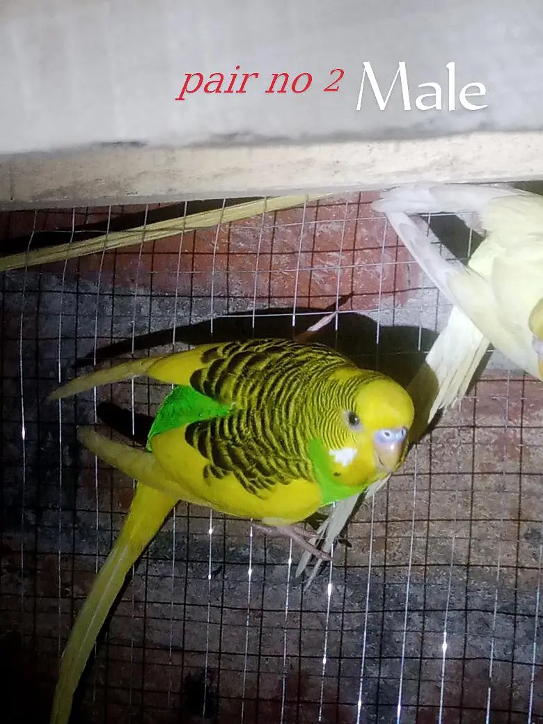 Australian Red Eye Budgie Pair – Lutino & Creamino — photo 7