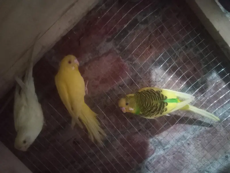 Australian Red Eye Budgie Pair – Lutino & Creamino — photo 8