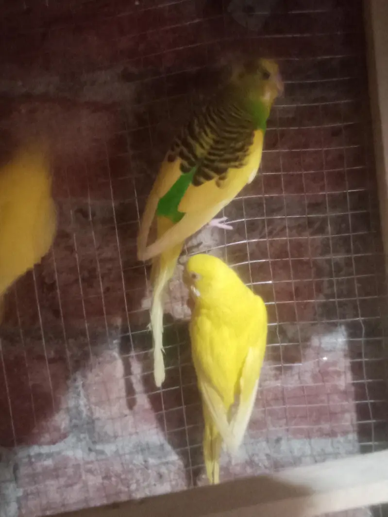 Australian Red Eye Budgie Pair – Lutino & Creamino — photo 9