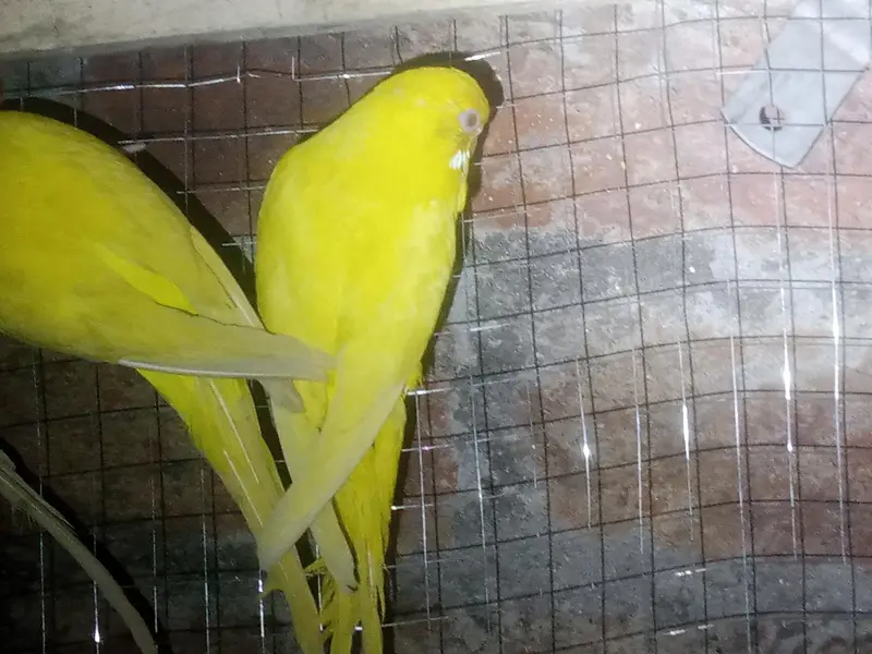 Australian Red Eye Budgie Pair – Lutino & Creamino — photo 10