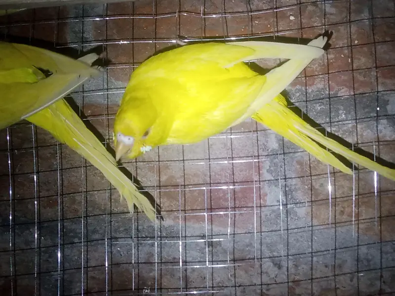 Australian Red Eye Budgie Pair – Lutino & Creamino — photo 11