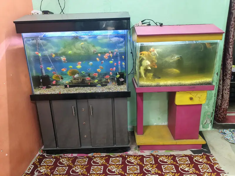 Aquarium with fish and all accessories