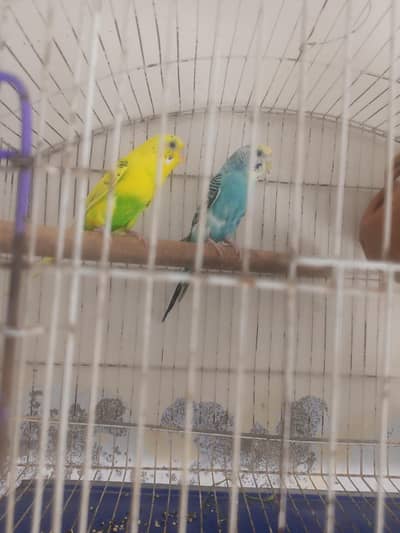 astraliyan bard fur sall locasan kalma cuk rawl pindi fainal 2500 h