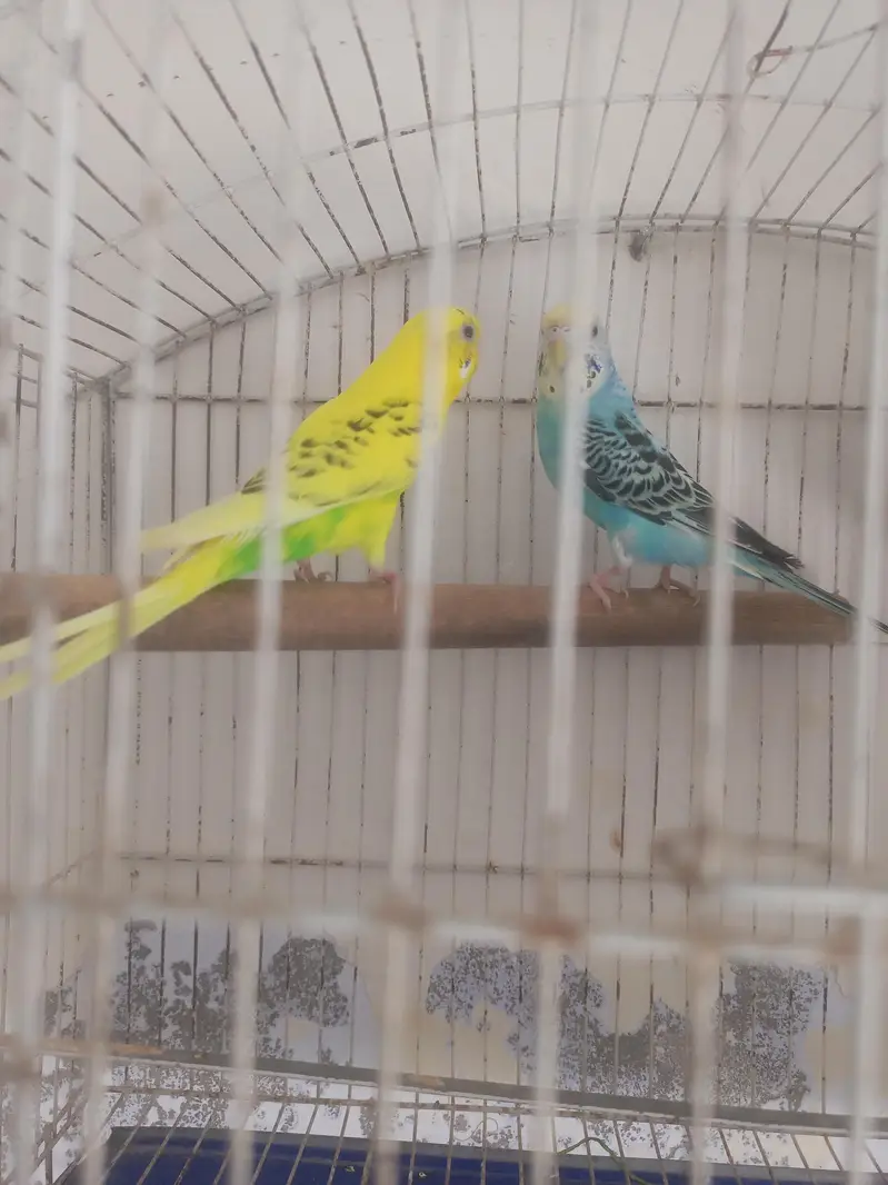 astraliyan bard fur sall locasan kalma cuk rawl pindi fainal 2500 h — photo 2