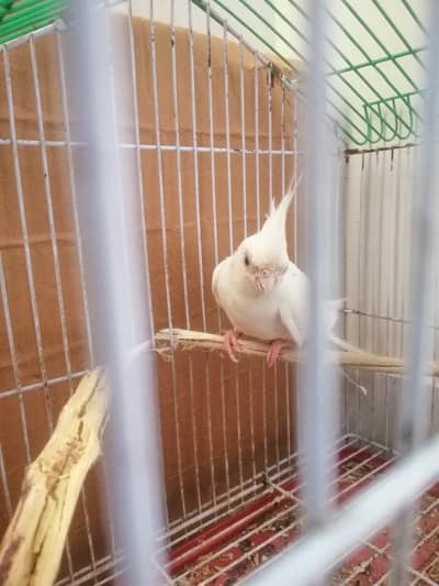 Cocktail tamed parrot eno