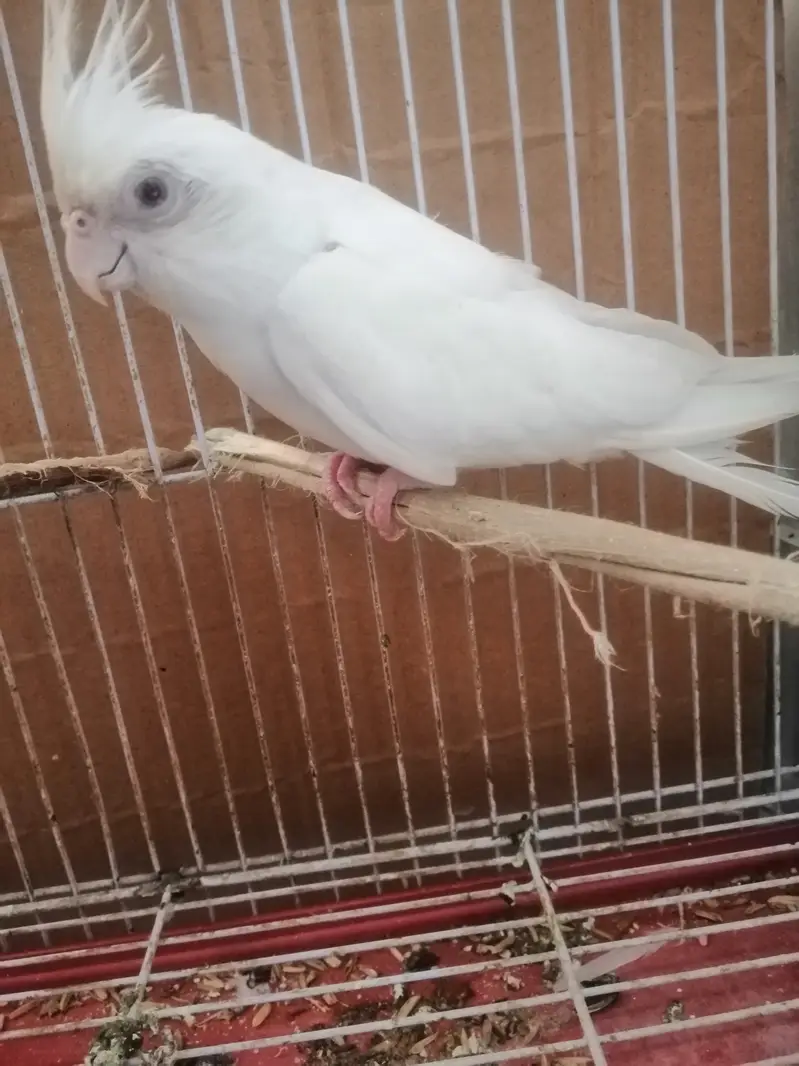 Cocktail tamed parrot eno — photo 2