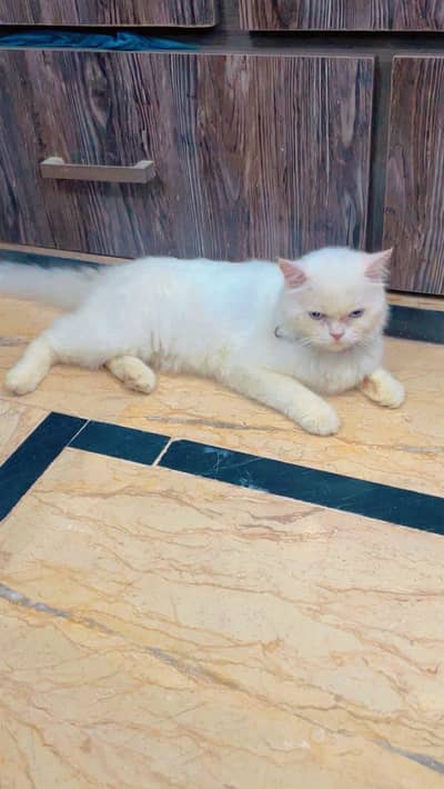 pure person cat for sale