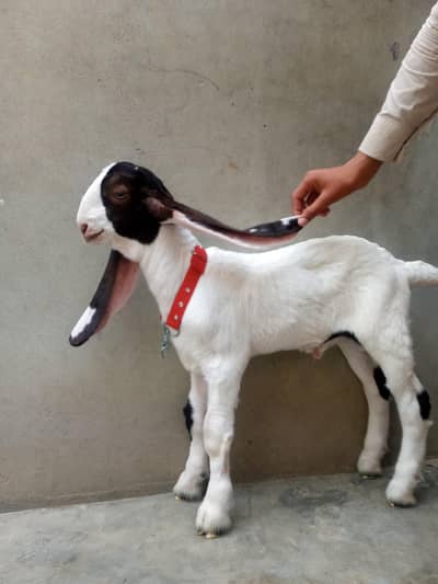 kamori bakra