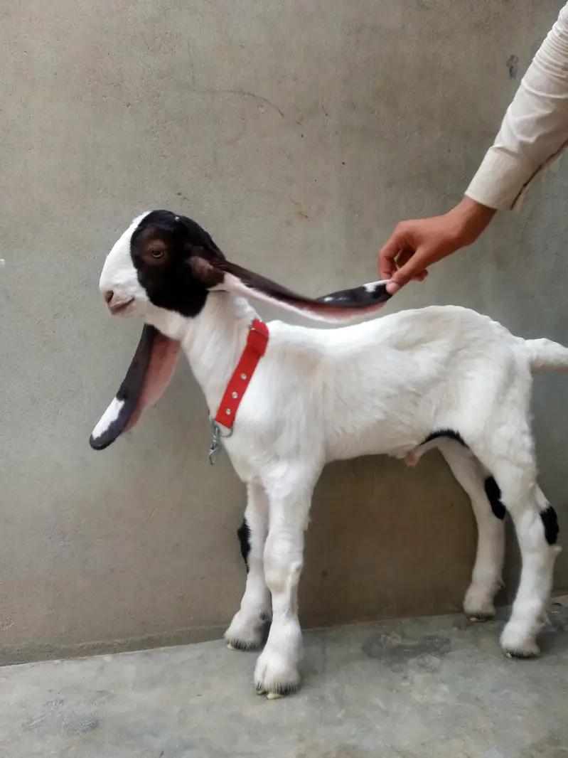 kamori bakra