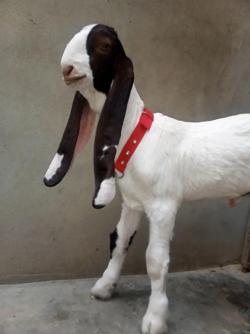 kamori bakra — photo 2