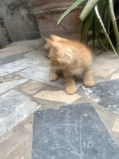 2 months kitten for sale