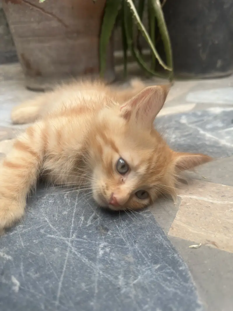 2 months kitten for sale — photo 2