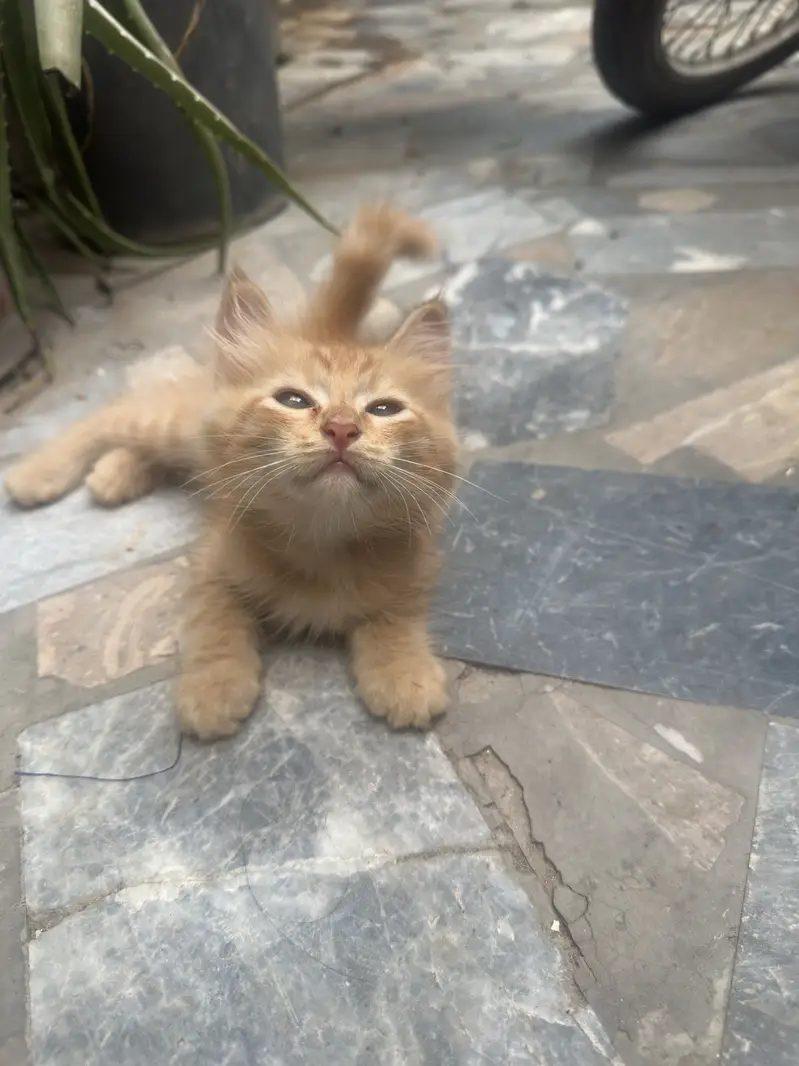 2 months kitten for sale — photo 3