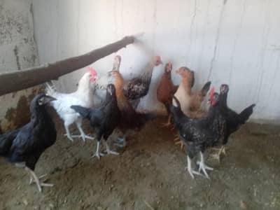 pathian for sale