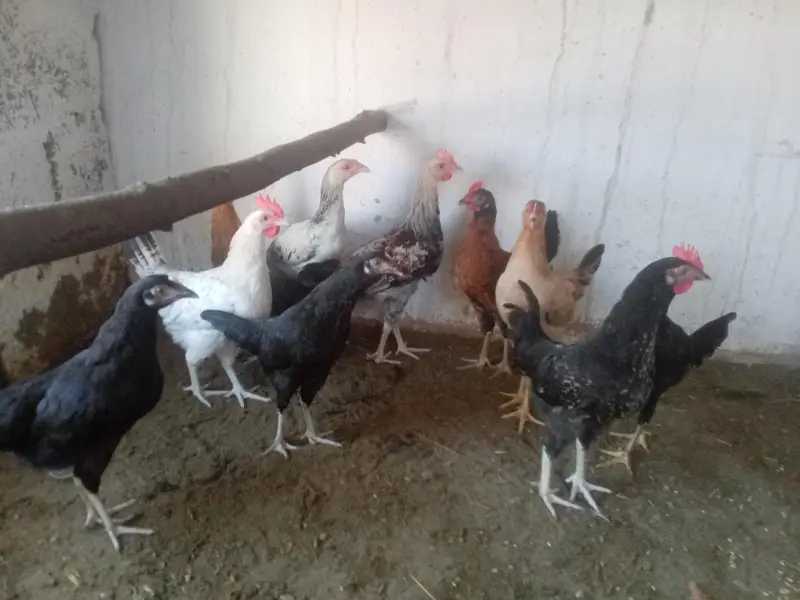 pathian for sale — photo 2