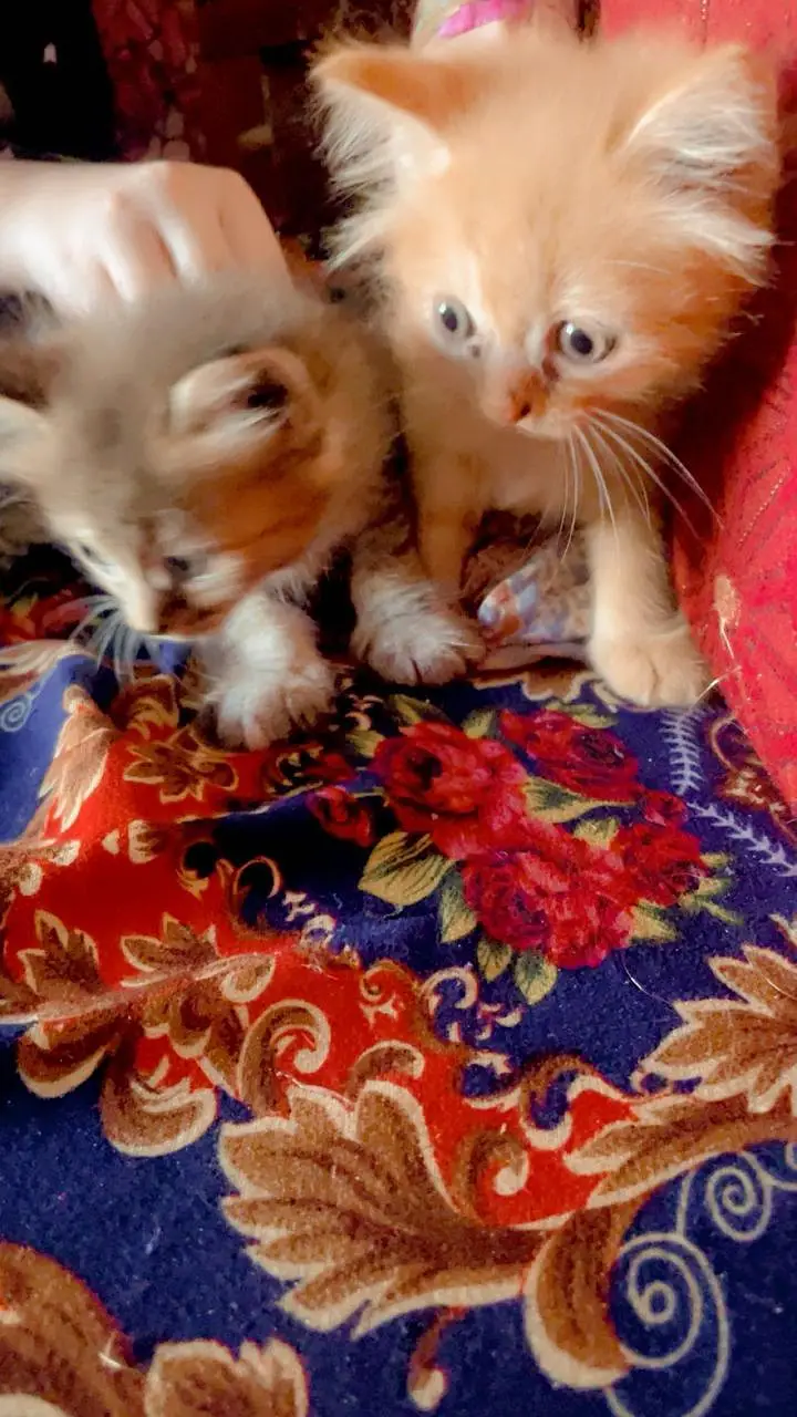 aik male Han aik femal — photo 2
