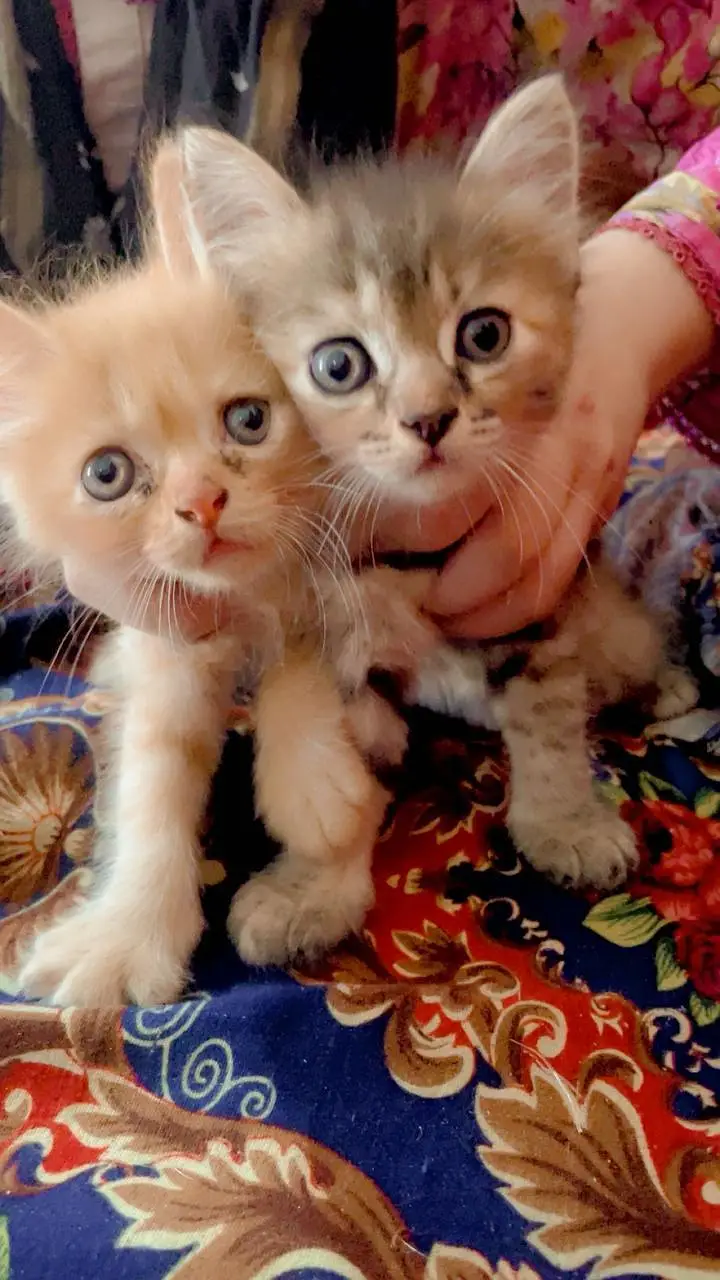 aik male Han aik femal — photo 3