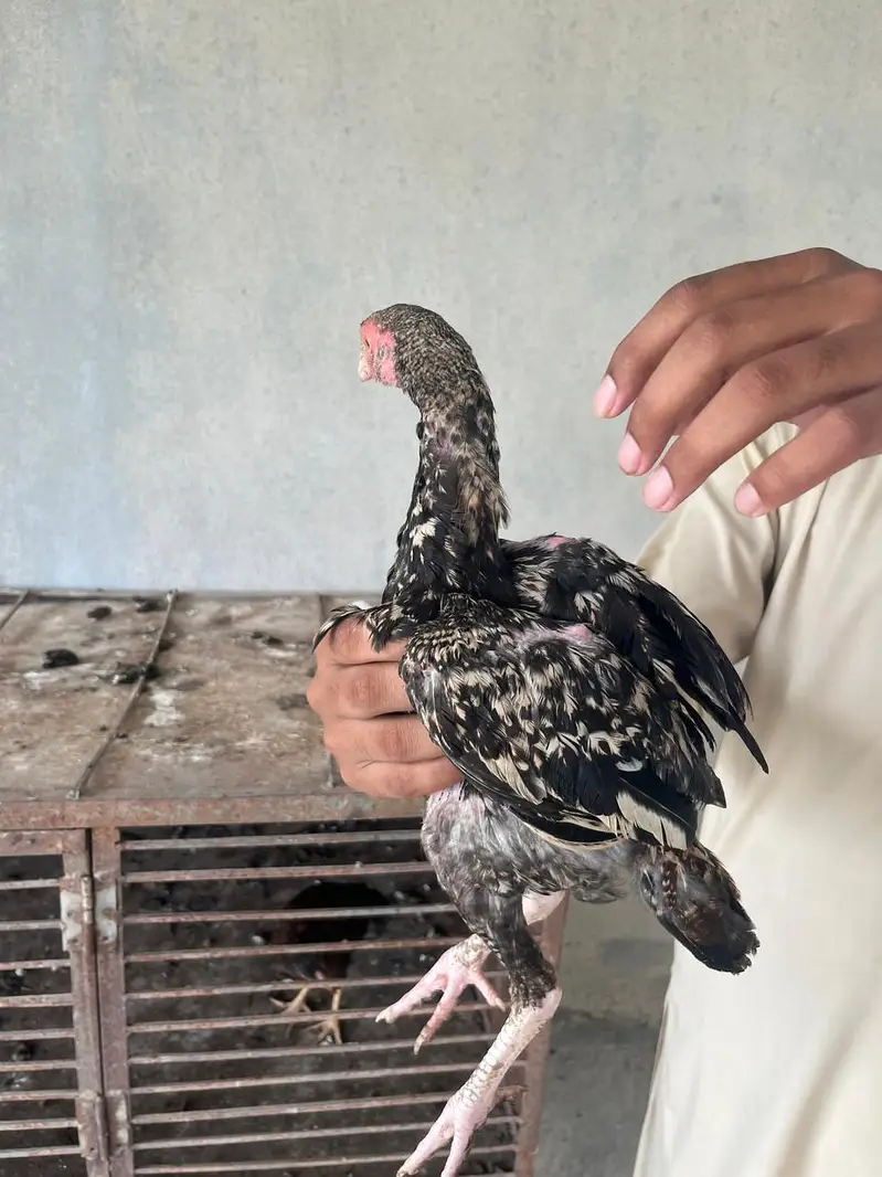 PURE ASEEL PATHA — photo 5
