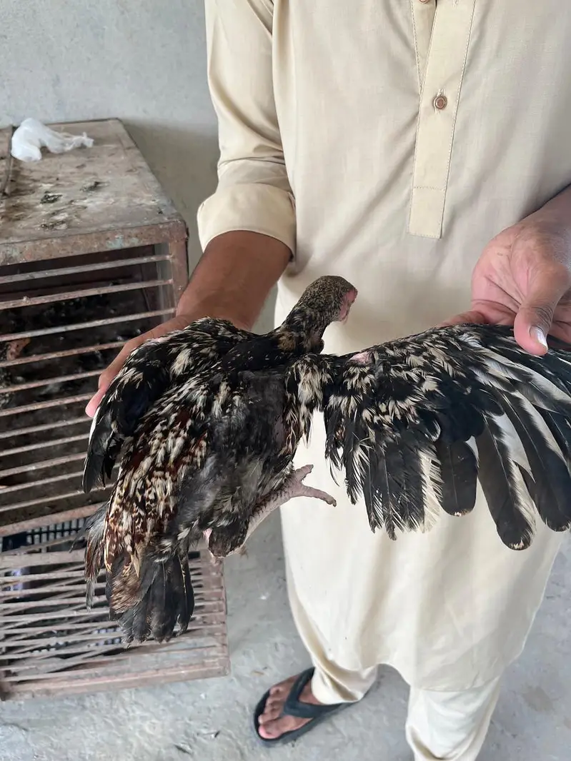 PURE ASEEL PATHA — photo 7