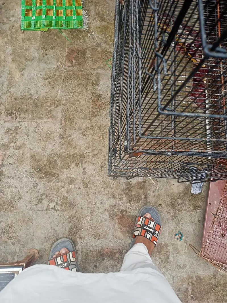 Bird Cage | 8 portion | pet | Birds lover — photo 3
