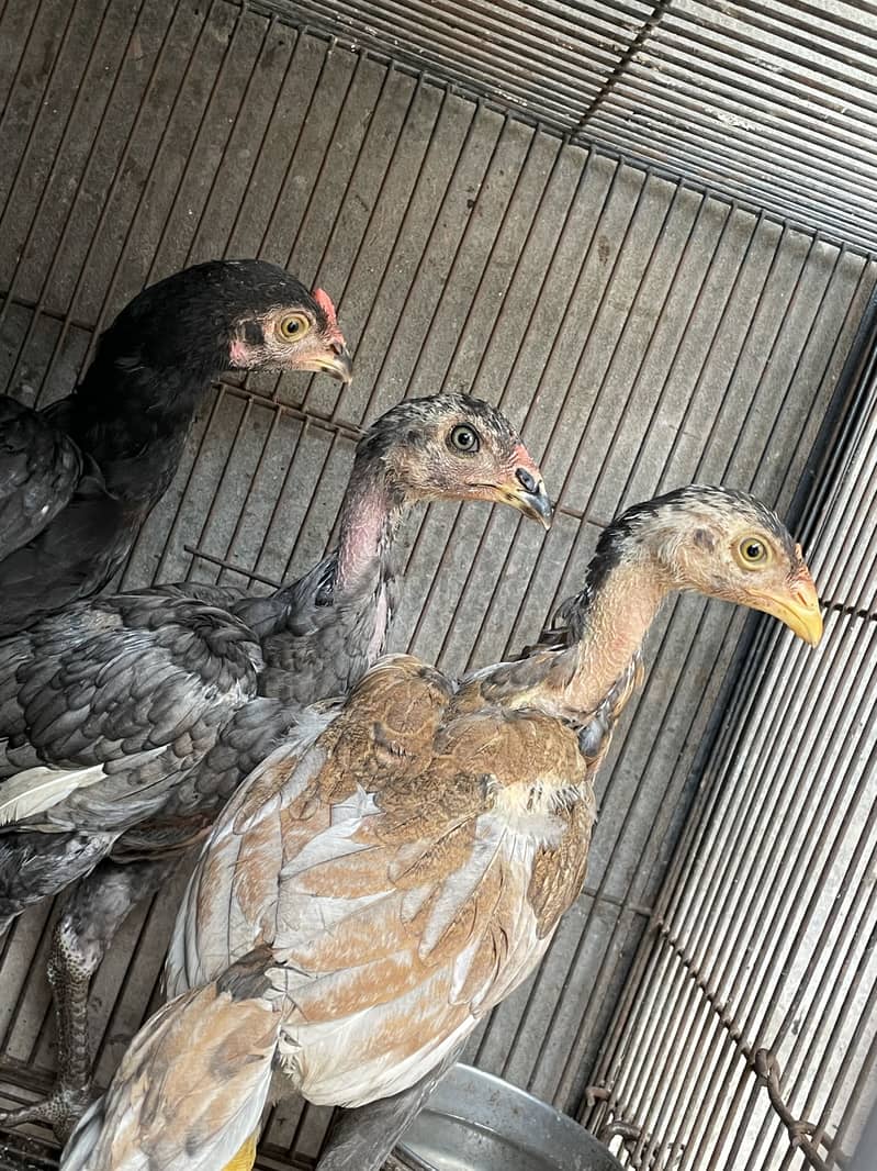 Aseel patha /pathi chicks 0