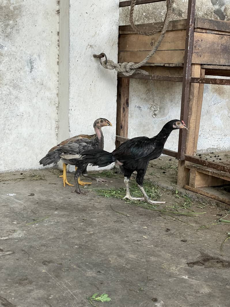 Aseel patha /pathi chicks 1