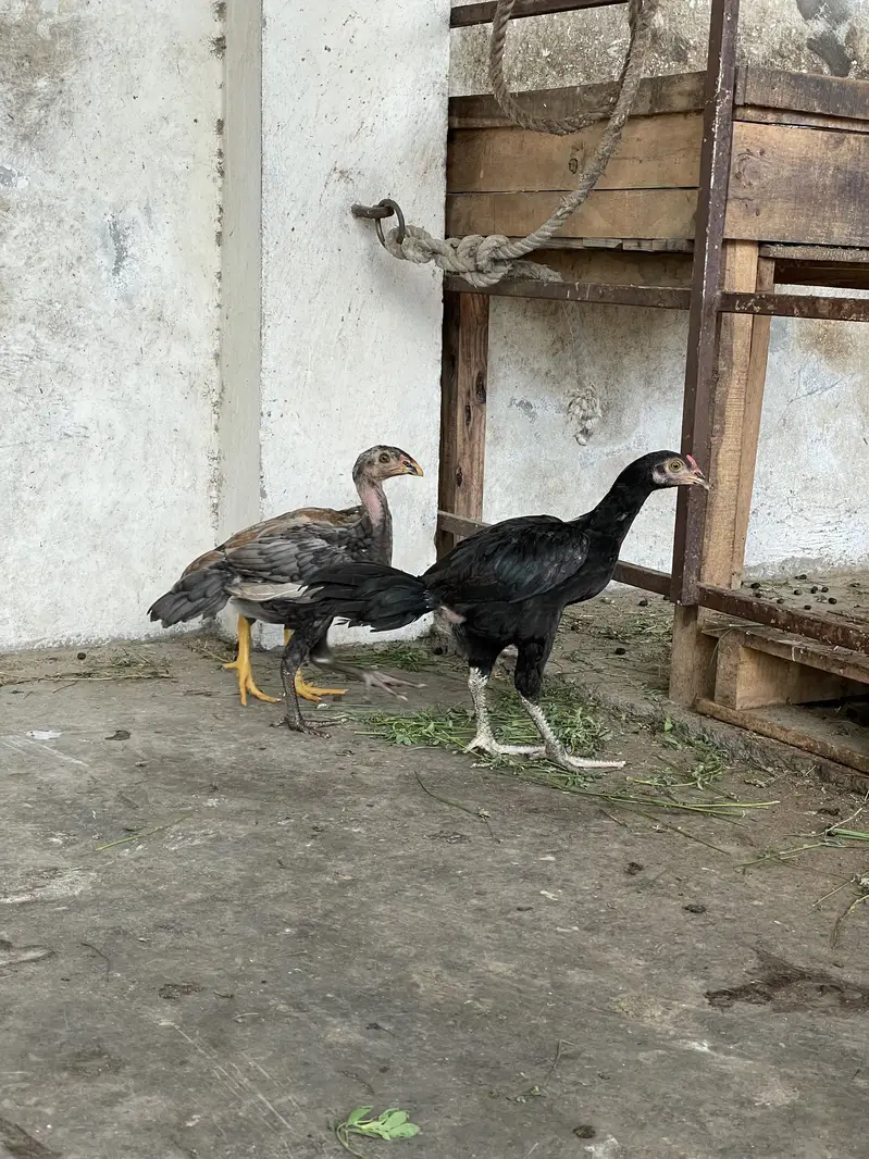 Aseel patha /pathi chicks — photo 2