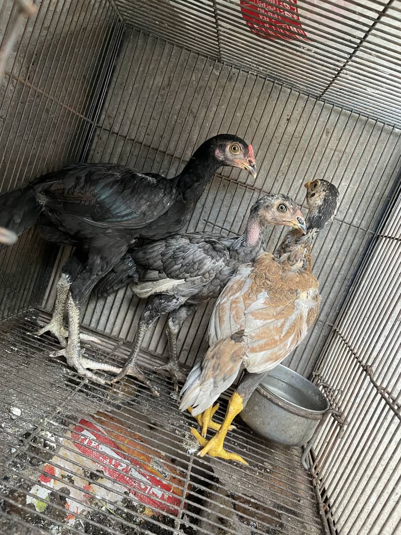 Aseel patha /pathi chicks 2